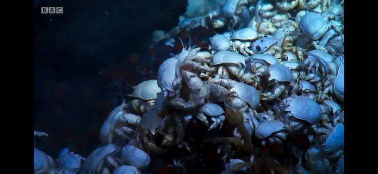 Hoff crab (Kiwa tyleri) as shown in Blue Planet II - The Deep